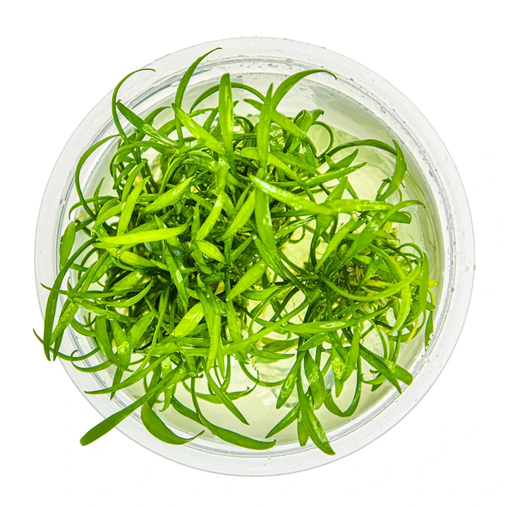 Tropica Cryptocoryne parva 1-2-GROW