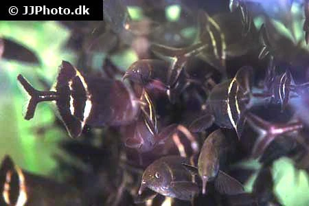 Elefantfisk (Gnathonemus petersii)
