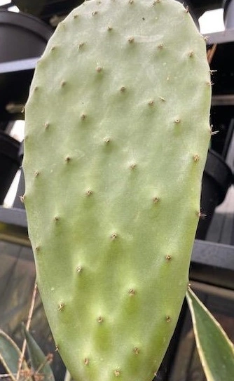 Figenkaktus til landskildpadder (Opuntia ficus indica)