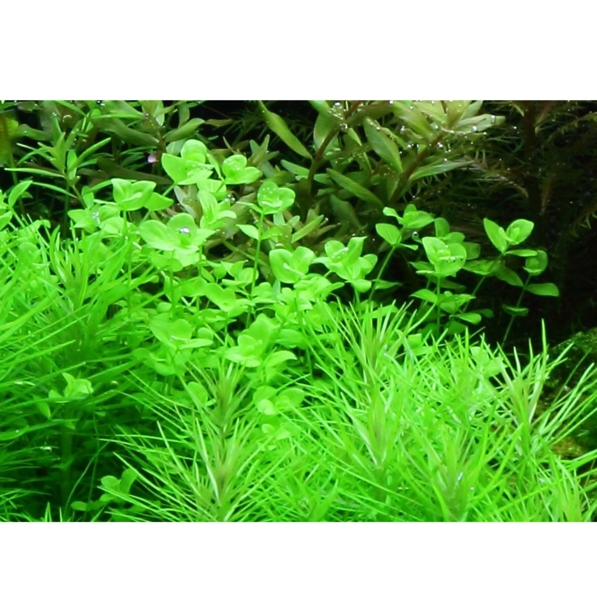 Tropica Akvarieplante i potte Micranthemum umbrosum