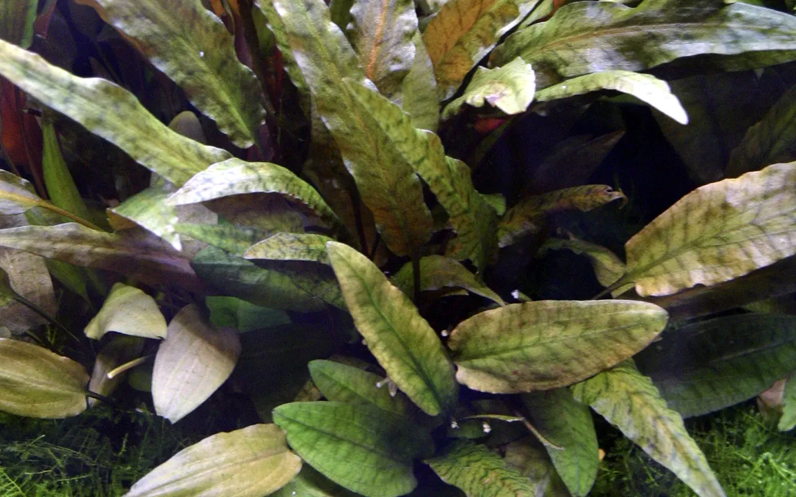 Tropica Akvarieplante i potte Cryptocoryne wendtii Tropica