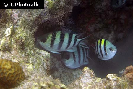 Abudefduf sexfasciatus Fembåndet sergentfisk