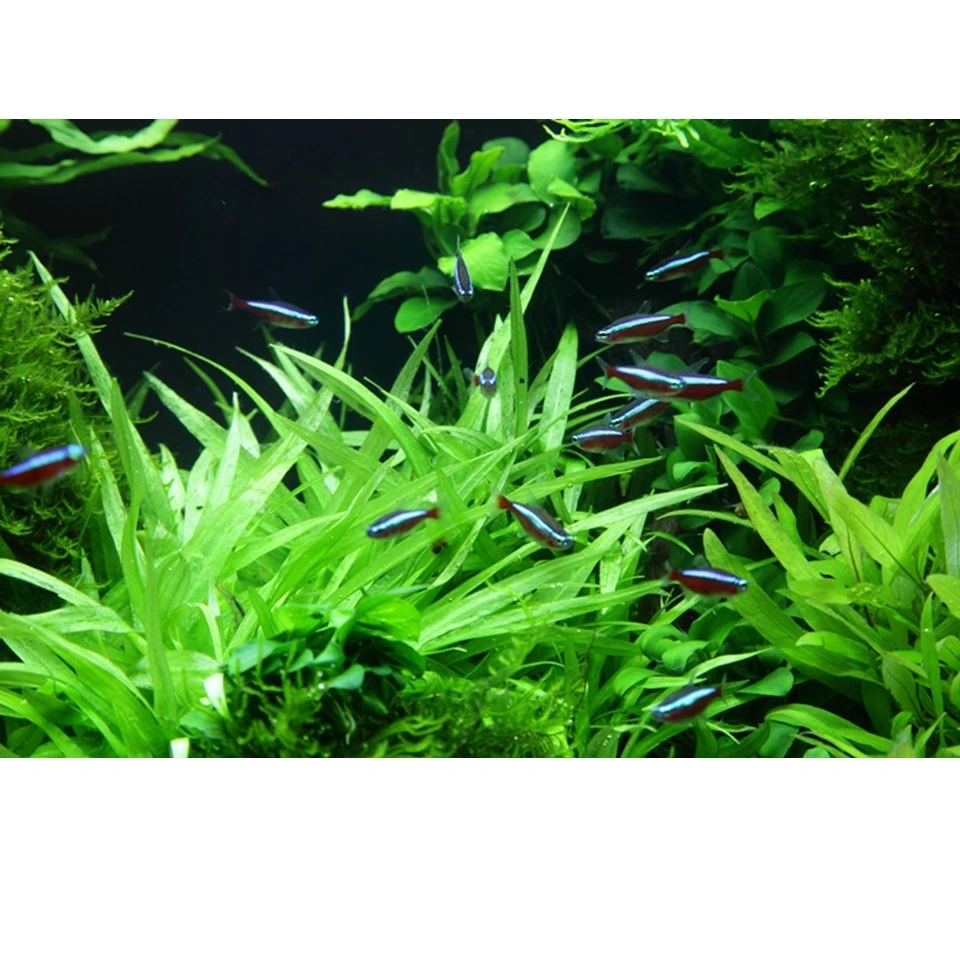 Tropica Helanthium Quadricostatus 1-2-GROW