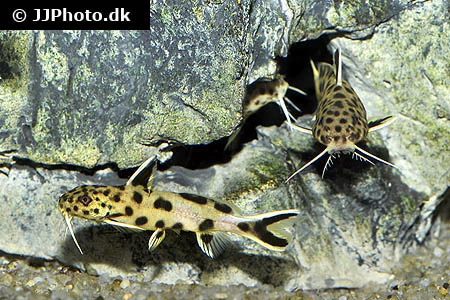 Dværg Fjerskægmalle (Synodontis petricola)