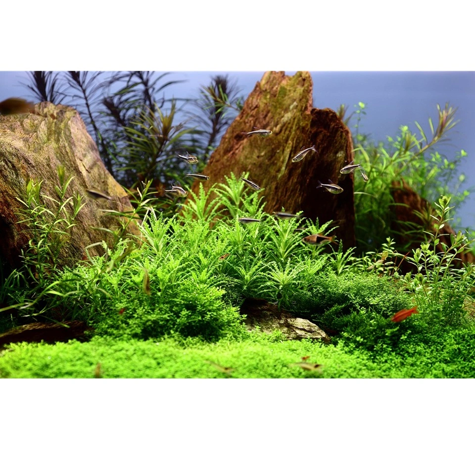 Tropica Pogostemon Helferi 1-2-GROW