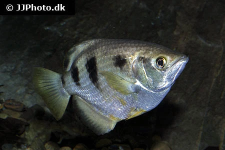Skyttefisk (Toxotes jaculatrix)