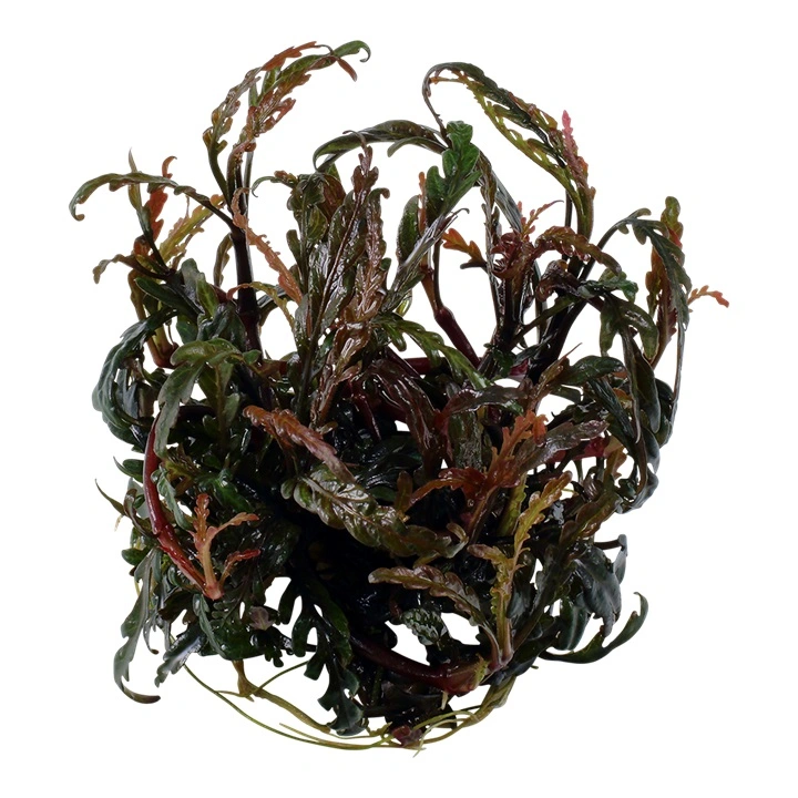 Tropica Hygrophila Pinnatifida 1-2-GROW