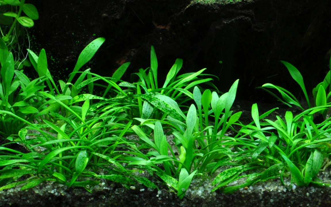 Tropica Akvarieplante i potte Cryptocoryne parva