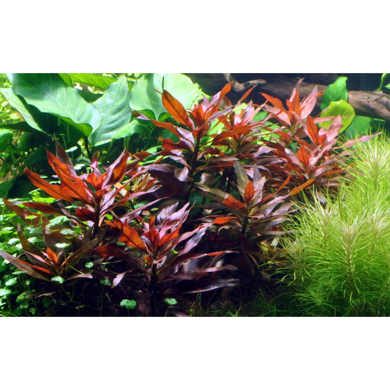 Tropica Akvarieplante i potte Ludwigia glandulosa