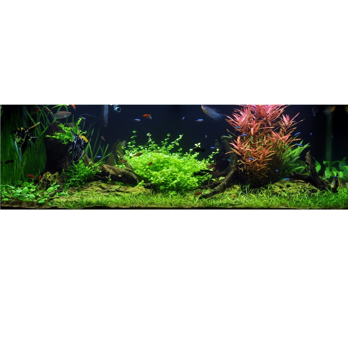 Tropica Akvarieplante i potte Bacopa australis