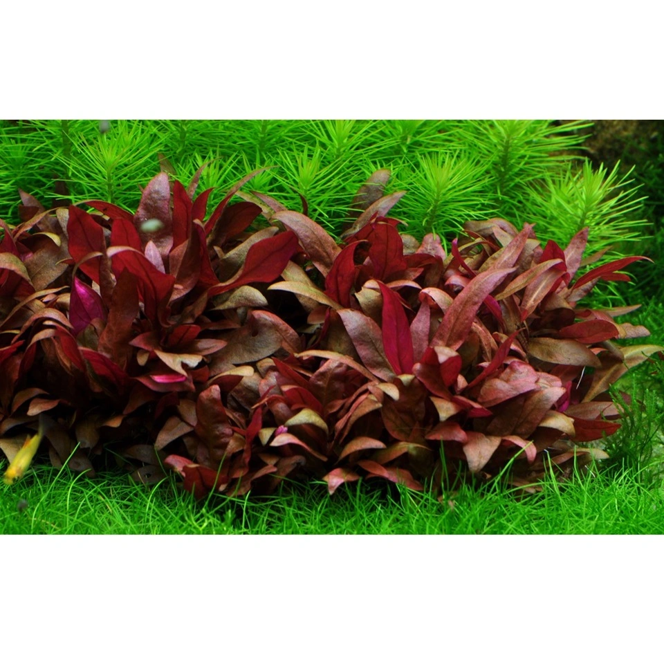 Tropica Alternanthera reineckii sp. Mini 1-2-GROW x 3