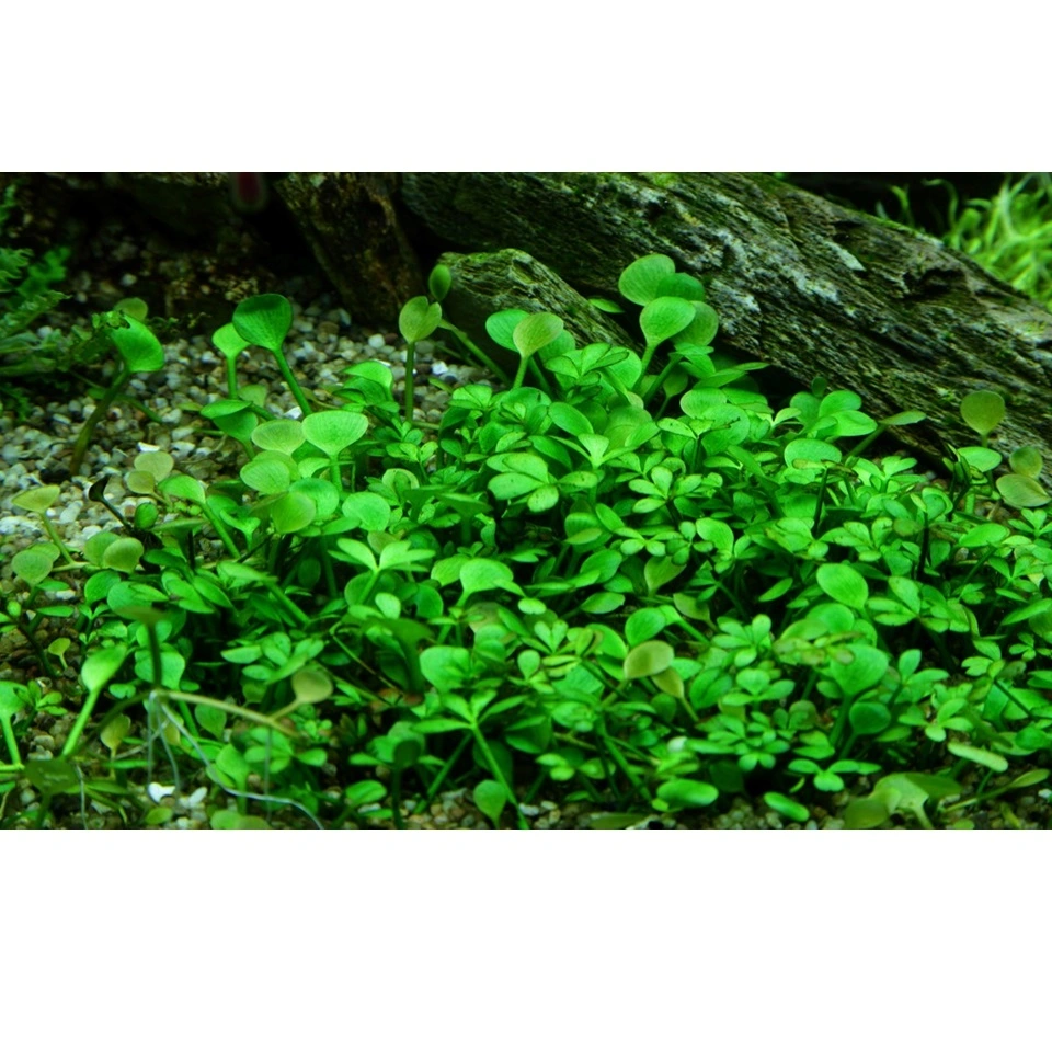 Tropica Marsilea hirsuta 1-2-GROW x 3