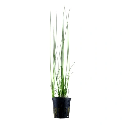 Tropica Akvarieplante i potte Eleocharis montevidensis