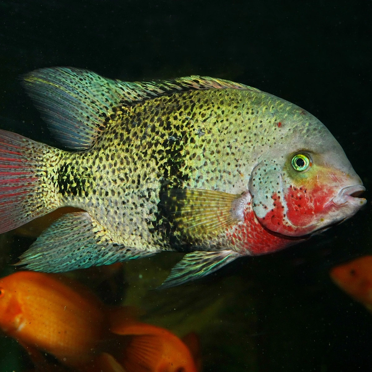 JBL Pronovo Cichlid Grano XL 1 Liter