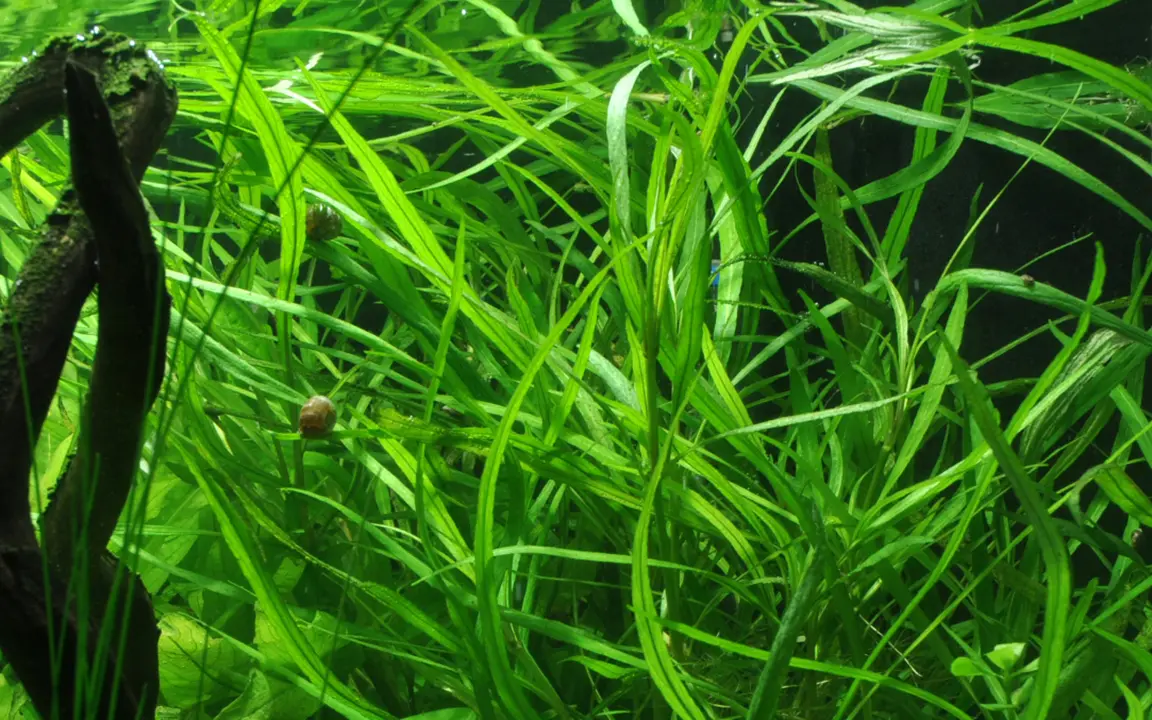 Tropica Akvarieplante i potte Hygrophila costata