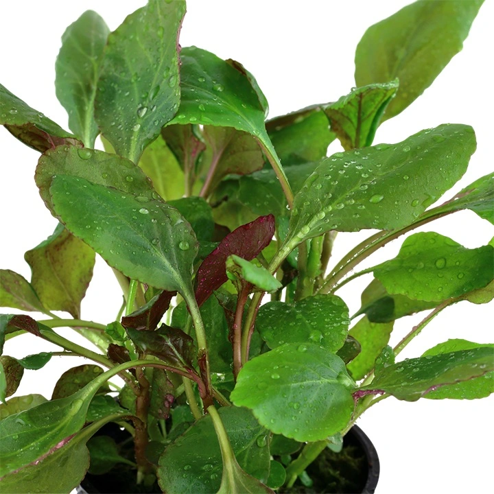 Tropica Akvarieplante i potte Lobelia cardinalis