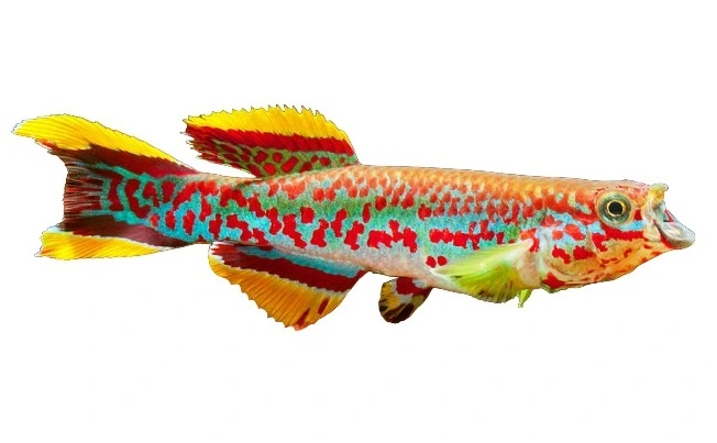 Fundulopanchax Gardneri Gardners Killifisk (tidligere Aphyosemion)