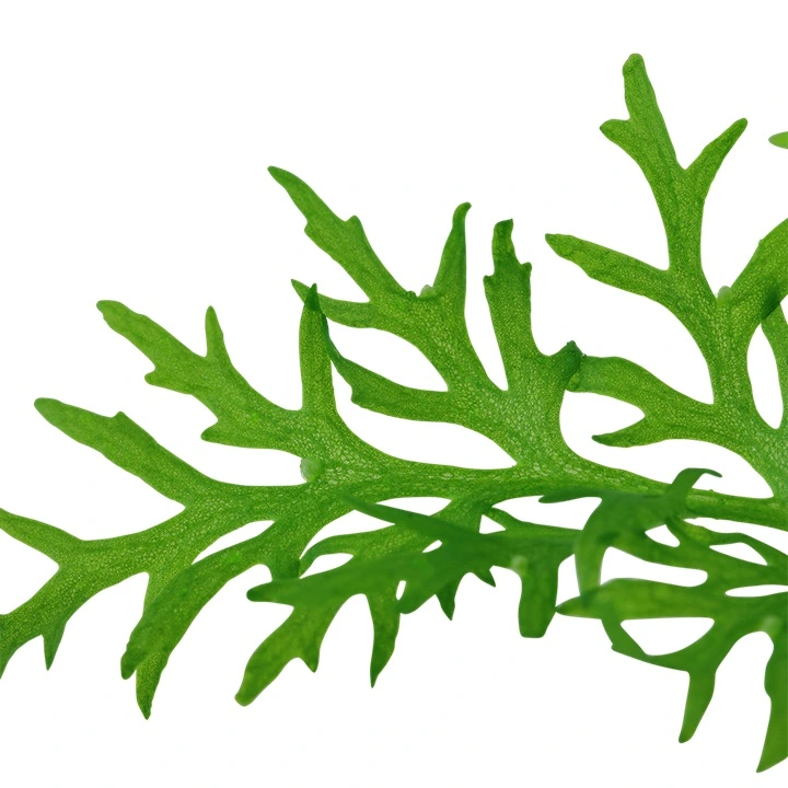 Tropica Akvarieplante i potte Ceratopteris thalictroides