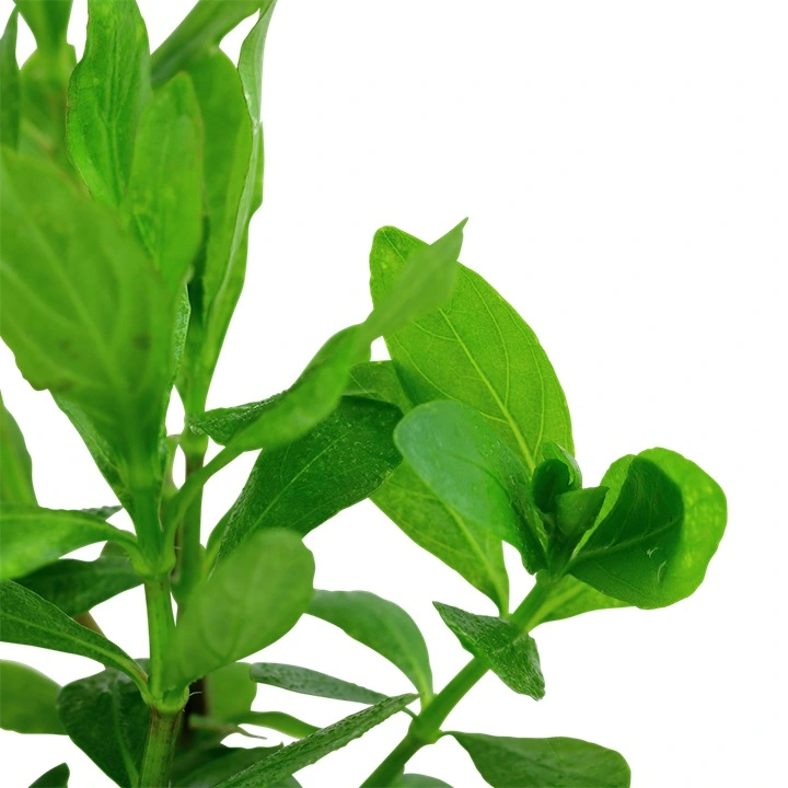 Tropica Akvarieplante i potte Hygrophila polysperma