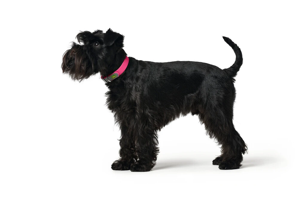 Hunter Halsbånd Convenience 55 NeonPink - 41-50 cm