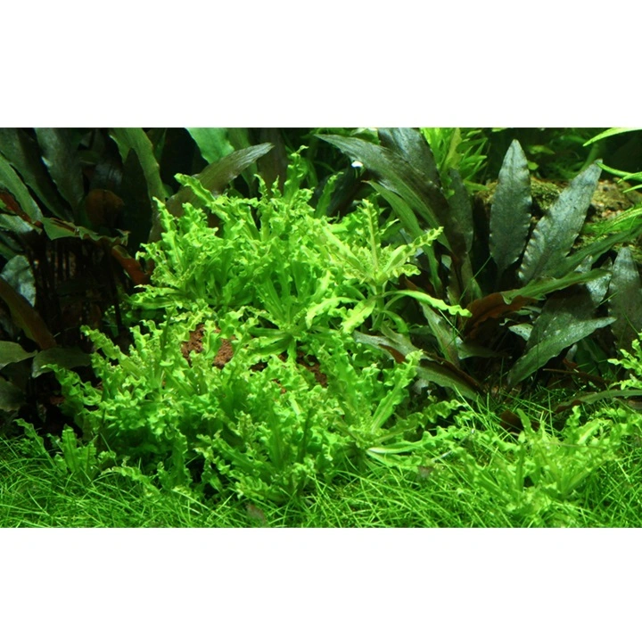 Tropica Akvarieplante i potte Pogostemon helferi