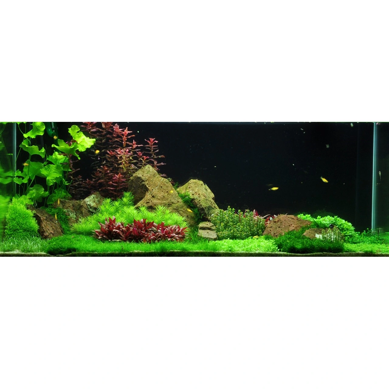 Tropica Riccia fluitans 1-2-GROW