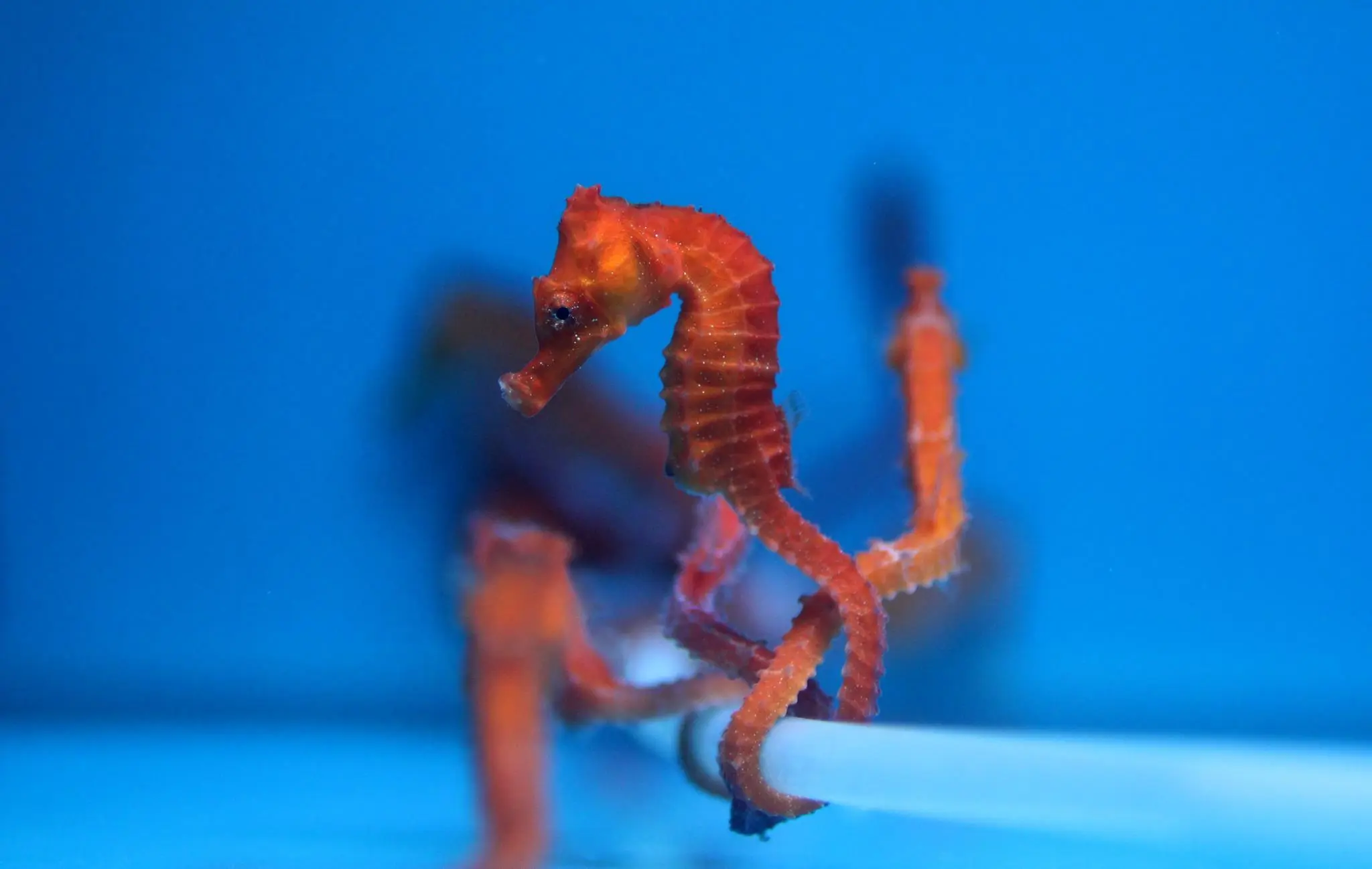 Hippocampus Kuda Yellow - Gul Søhest 5-7 cm