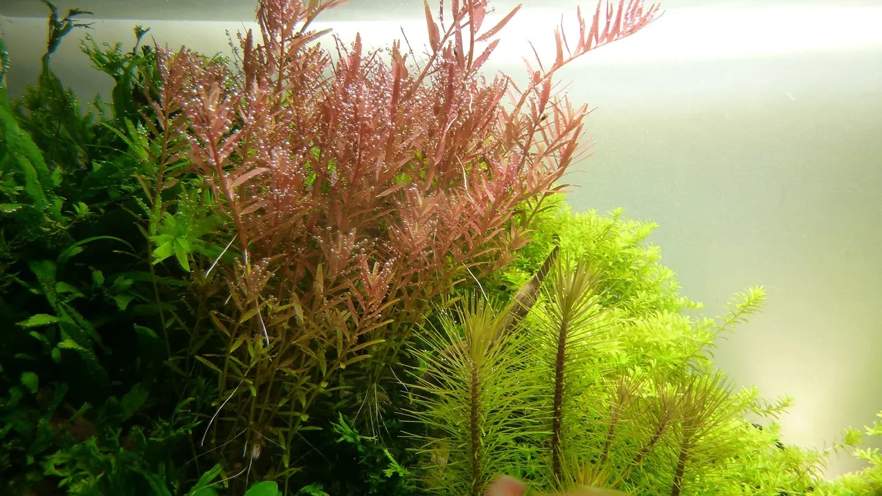Tropica Akvarieplante i potte Rotala rotundifolia