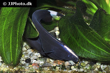 Black Ghost (Apteronotus albifrons)