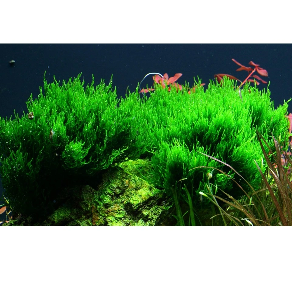 Tropica Taxiphyllum sp. Flame 1-2-GROW