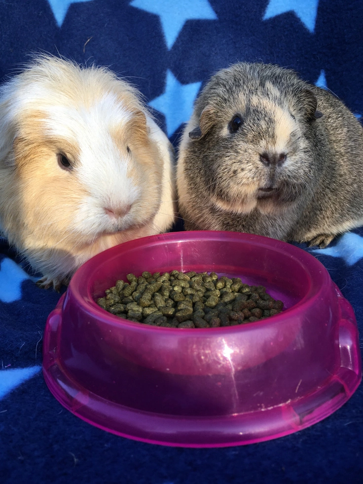 Burgess Excel Marsvin Solbær & Oregano 1,5 kg - Med C-vitamin