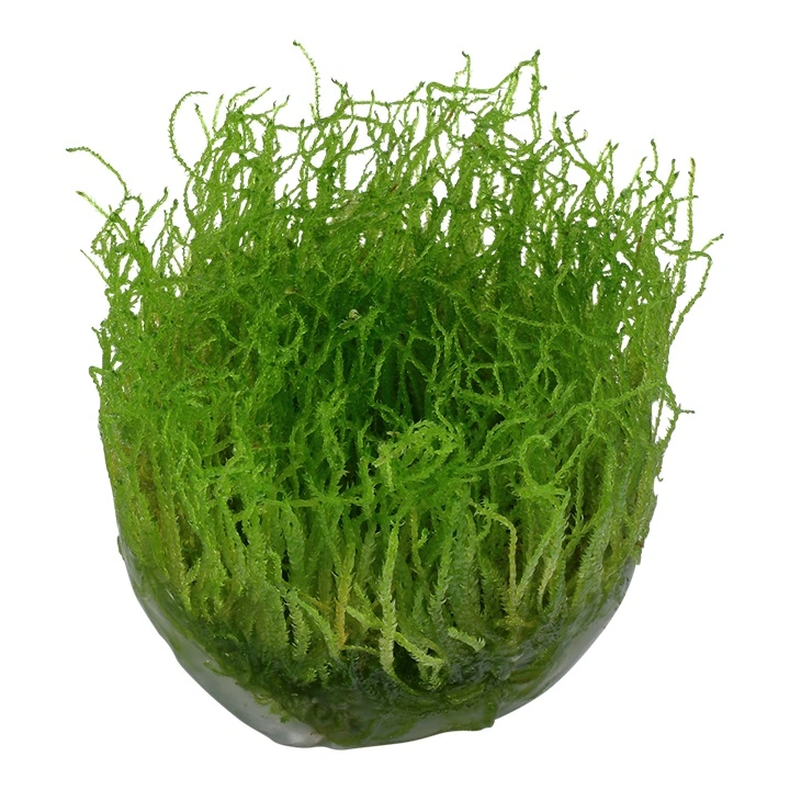 Tropica Taxiphyllum barbieri 'Bogor Moss' 1-2-GROW