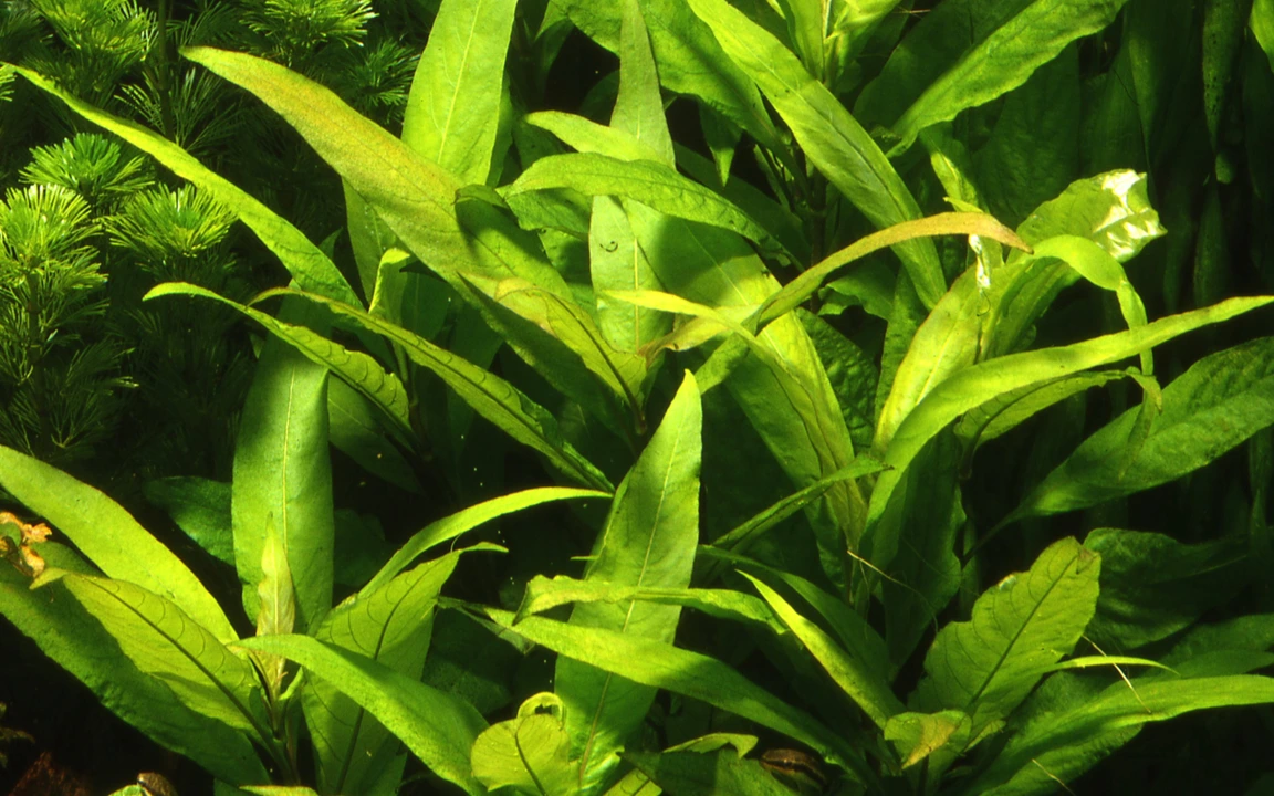 Tropica Akvarieplante i potte Hygrophila Corymbosa Stricta