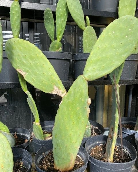 Figenkaktus til landskildpadder (Opuntia ficus indica)