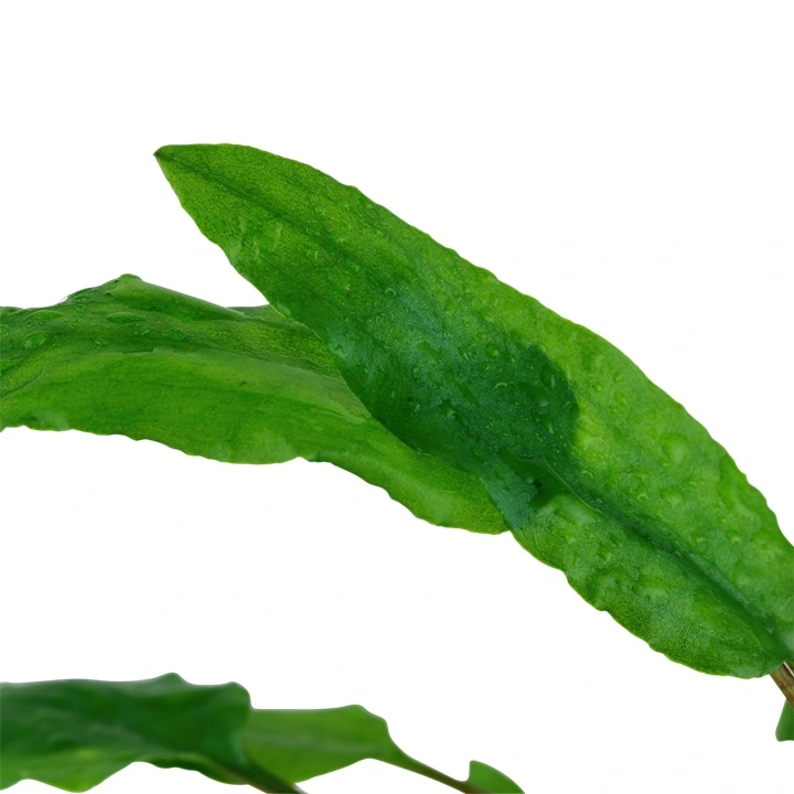 Tropica Akvarieplante i potte Cryptocoryne wendtii Green