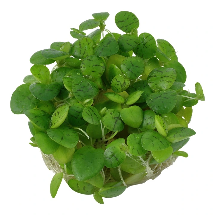 Tropica Limnobium laevigatum 1-2-GROW