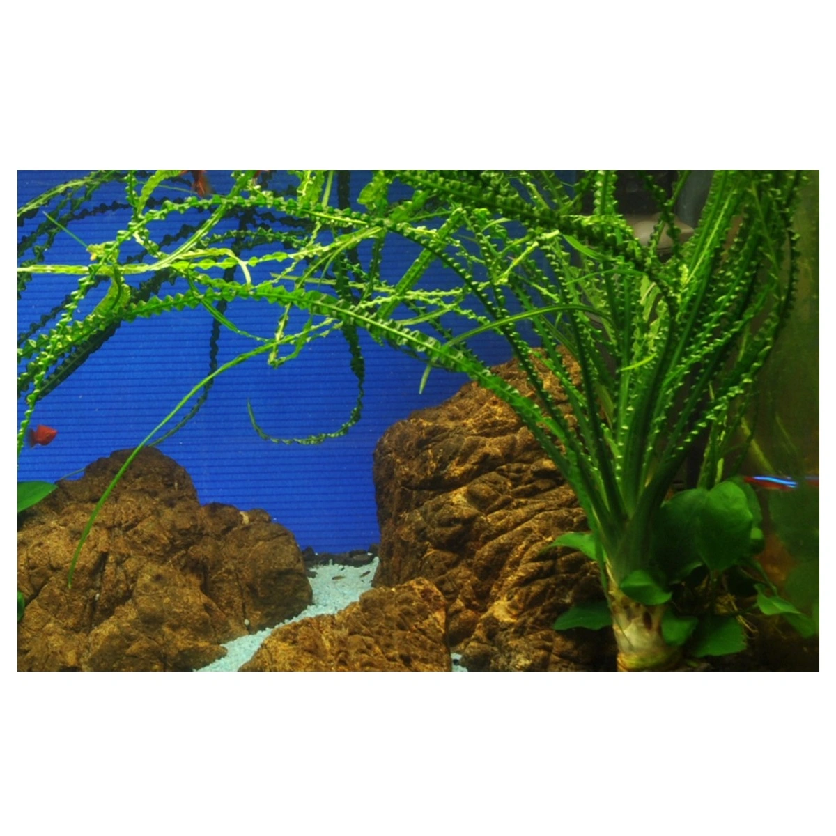 Tropica Akvarieplante i potte Crinum calamistratum
