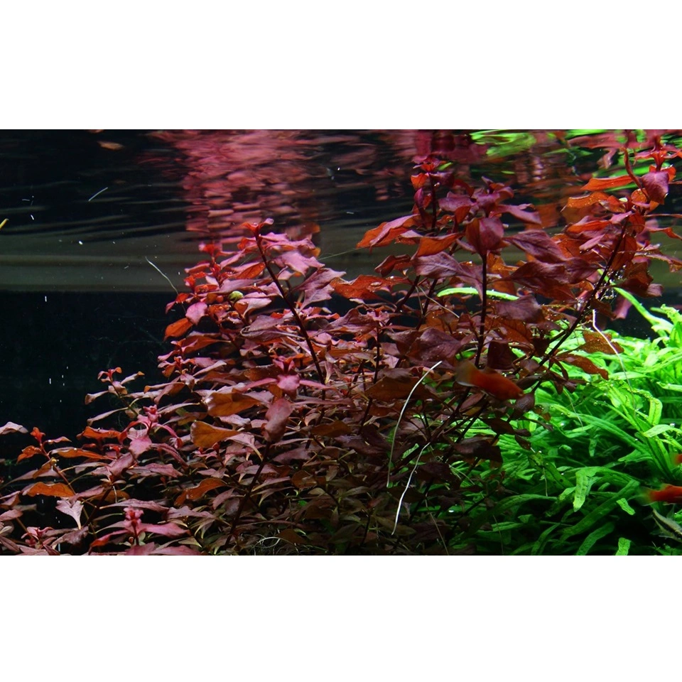 Tropica Akvarieplante i potte Ludwigia palustris Super Red