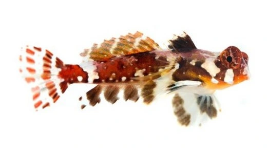 Rød Scooterfisk (Synchiropus stellatus)