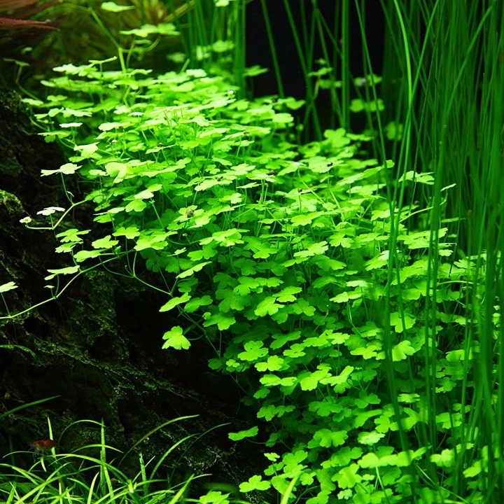 Tropica Hydrocotyle tripartita 1-2-GROW x 3