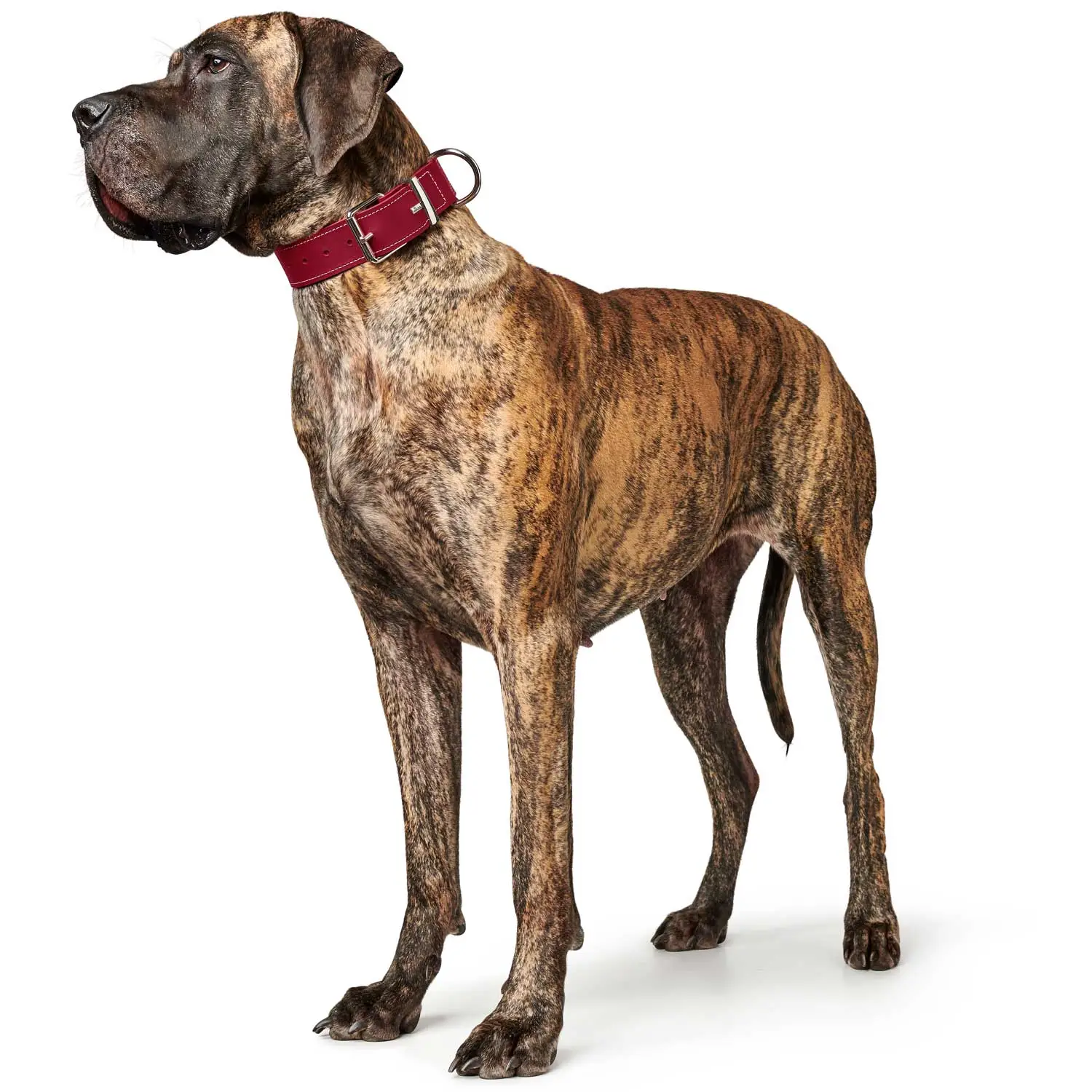 Hunter Aalborg Special Hundehalsbånd Rød 35 - 24-30 cm