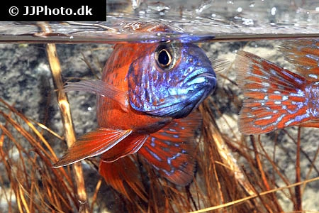 Rubin Påfugle Cichlide (Aulonocara Ruby Red)