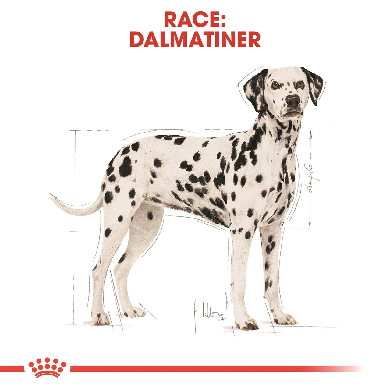 Royal Canin Dalmatian Adult 12 kg - tørfoder til voksne hunde