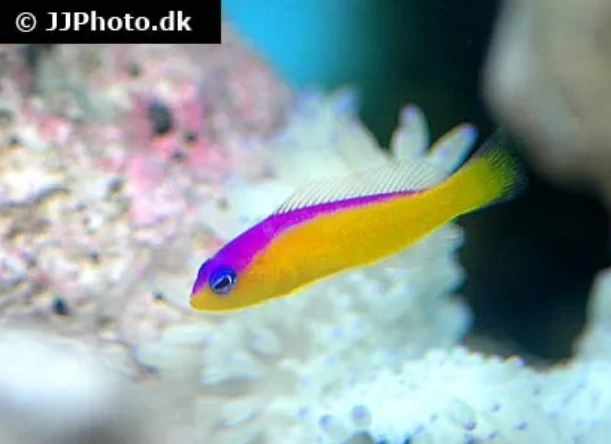 Pictichromis Diadema