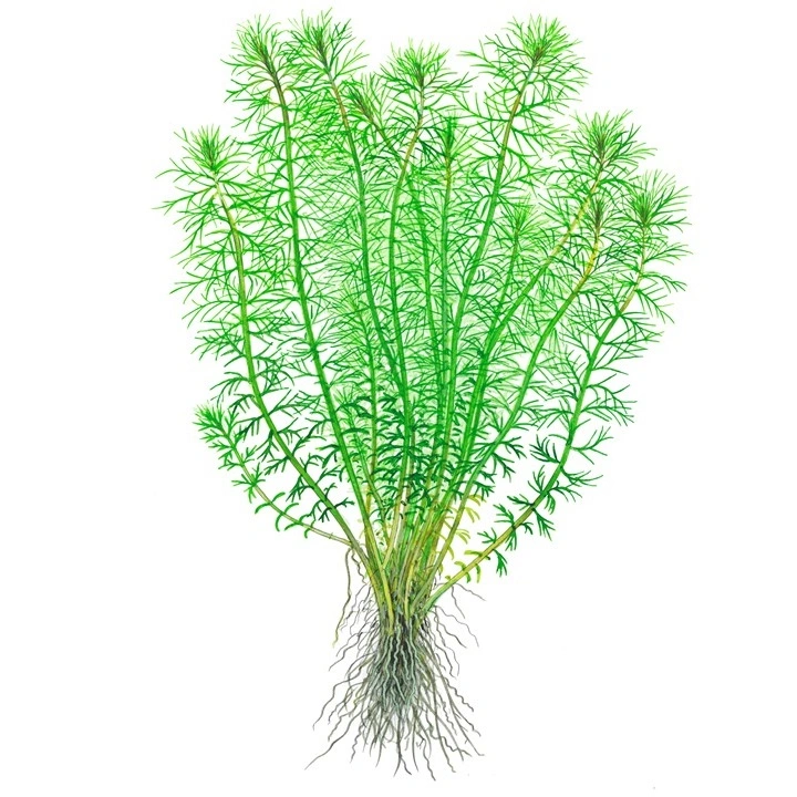 Tropica Myriophyllum Guyana Mini 1-2-GROW