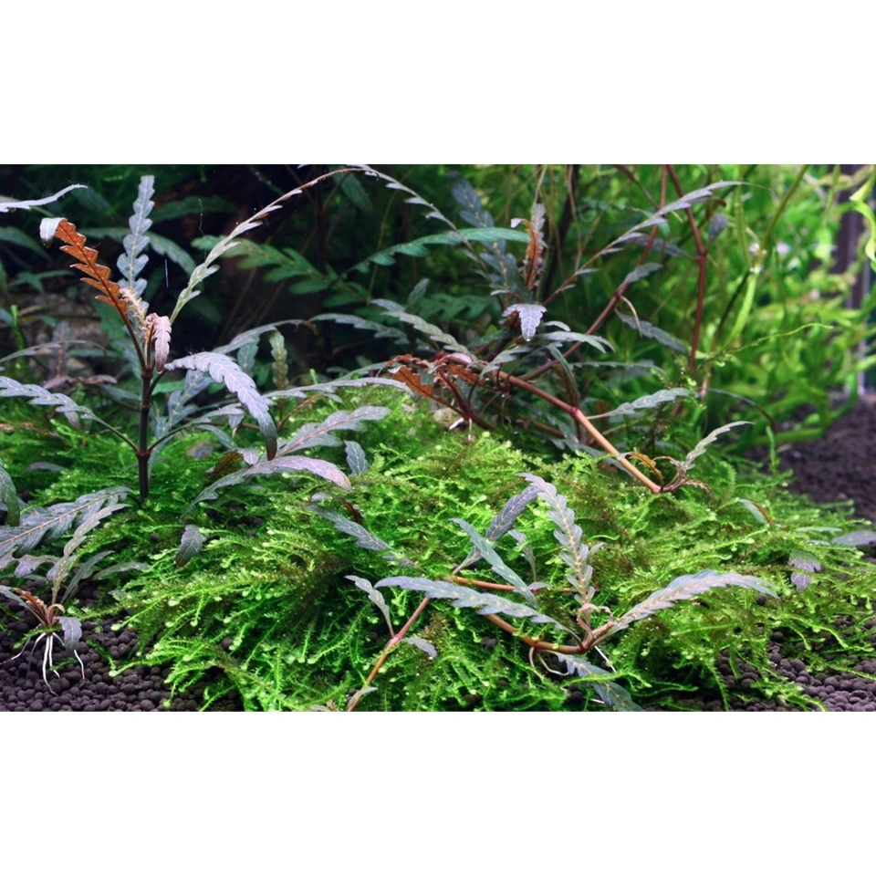 Tropica Hygrophila Pinnatifida 1-2-GROW