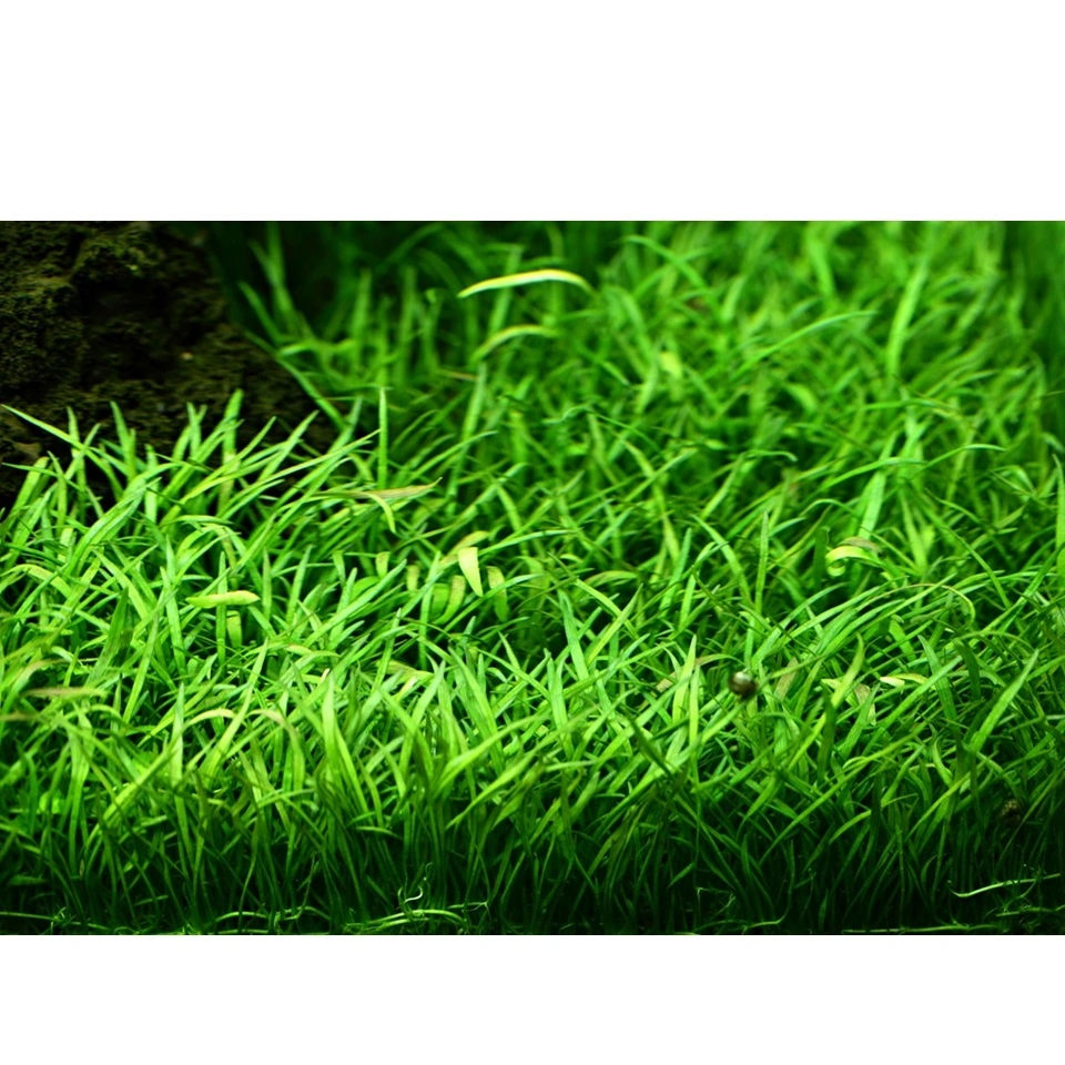 Tropica Lilaeopsis brasiliensis 1-2-GROW