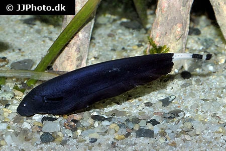 Black Ghost (Apteronotus albifrons)