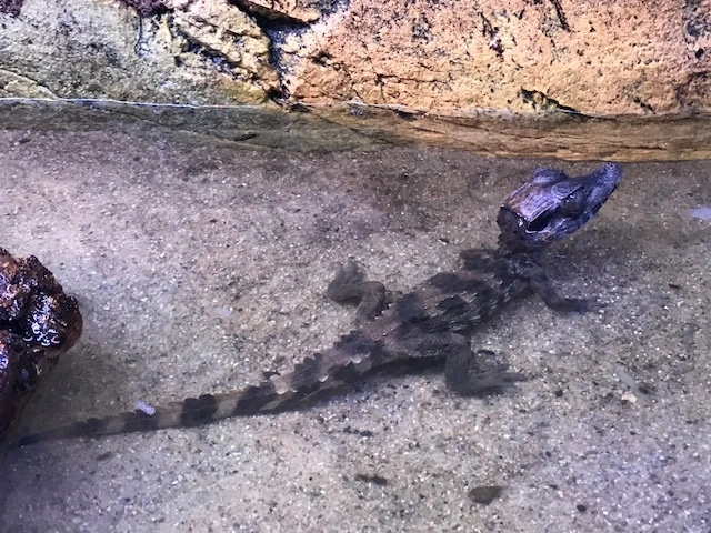 Kilehovedet Dværg kaiman (Paleosuchus Trigonatus)
