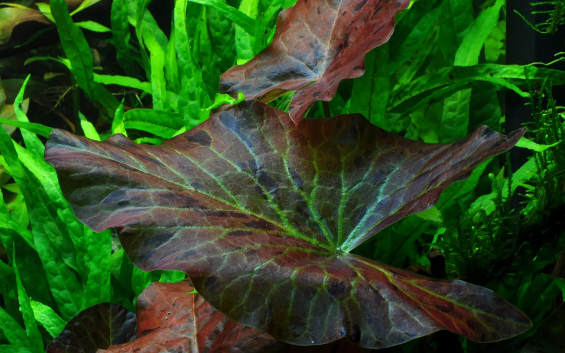 Tropica Alvarieplante i potte Nymphaea lotus zenkeri
